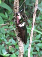 Campsosternus auratus