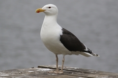 Larus marinus