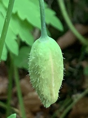 Papaver cambricum