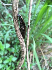 Campsosternus auratus