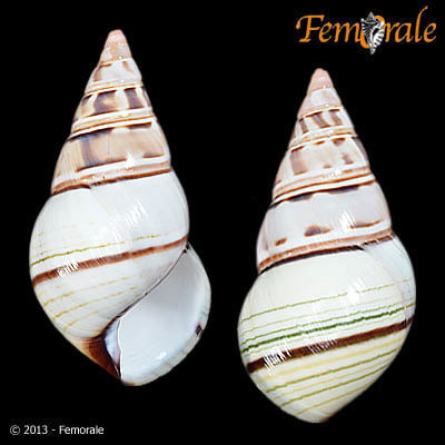 Florida Tree Snail