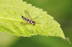 Chrysopilus ornatus