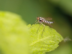 Chrysopilus ornatus