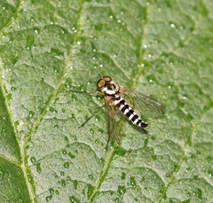 Chrysopilus ornatus