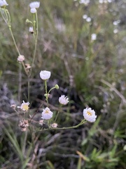 Erigeron allisonii