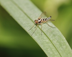 Chrysopilus ornatus