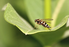 Chrysopilus ornatus