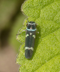 Macugonalia leucomelas