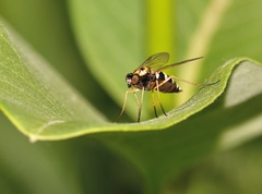 Chrysopilus ornatus