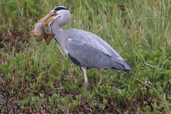 Ardea cinerea