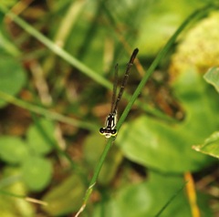 Ischnura posita
