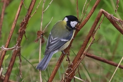 Parus major