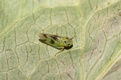 Macropsis gravesteini