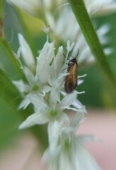 Micropterigoidea