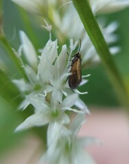 Micropterigoidea