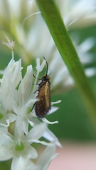 Micropterigoidea
