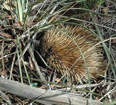Tachyglossus aculeatus multiaculeatus