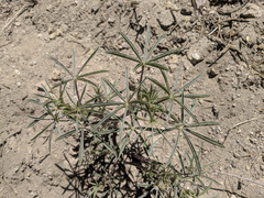 Lupinus hyacinthinus