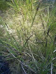 Eleocharis bifida