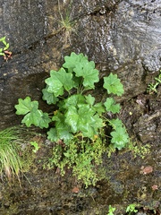 Alchemilla