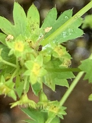 Alchemilla