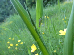 Crambus pratella
