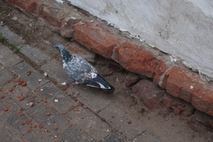 Columba livia domestica