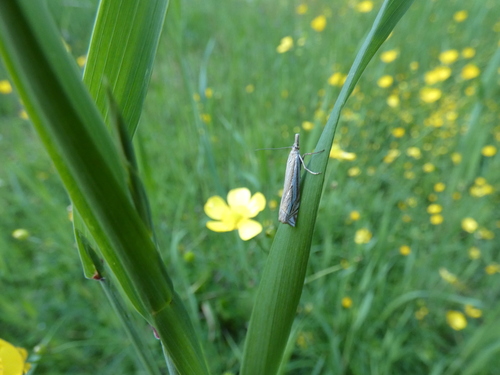 Hook-streak grass-veneer moth
