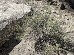 Ericameria nauseosa bernardina