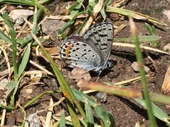 Euphilotes battoides