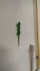 Phelsuma grandis