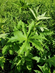 Napaea dioica