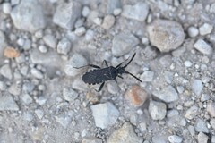 Loxocnemis dentator