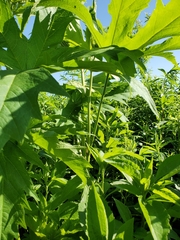 Napaea dioica