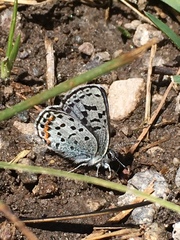 Euphilotes battoides