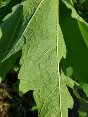 Napaea dioica