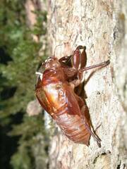 Macrosemia kareisana
