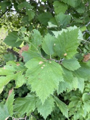 Crataegus submollis