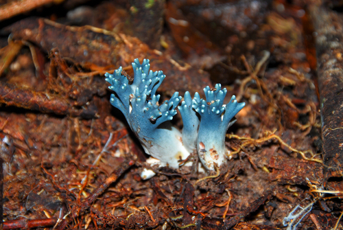 Phaeoclavulina cyanocephala