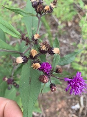 Vernonia glauca