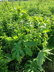 Napaea dioica