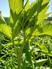 Napaea dioica