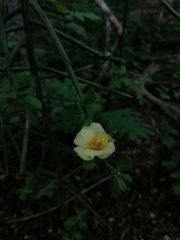 Pereskiopsis kellermanii