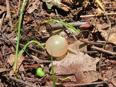 Amphibolips nubilipennis