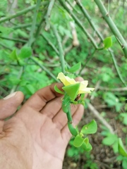 Pereskiopsis kellermanii