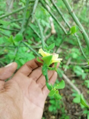 Pereskiopsis kellermanii