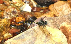 Paragomphus capricornis