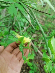 Pereskiopsis kellermanii