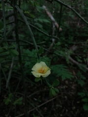 Pereskiopsis kellermanii