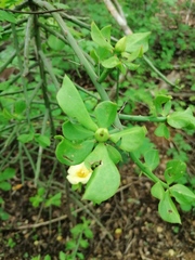 Pereskiopsis kellermanii